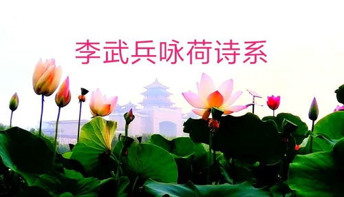 面對荷花，我還能熱淚盈眶